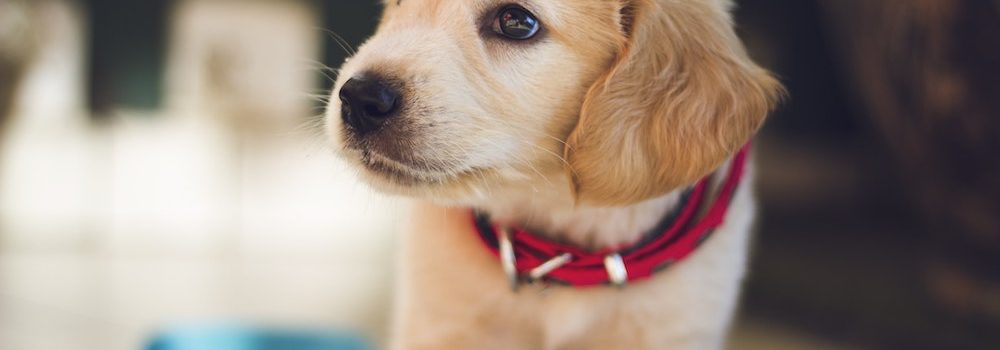 pet health insurance Puyallup WA