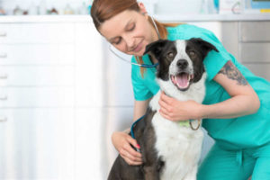 pet business insurance