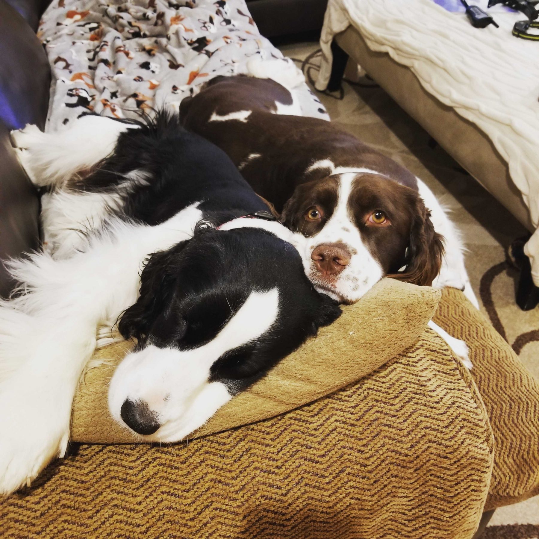 2 dogs laying on couch