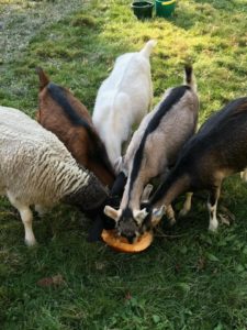 goats eating