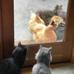 2 cats sitting inside staring at chickens outside