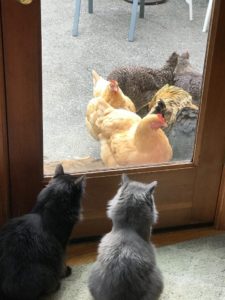 2 cats sitting inside staring at chickens outside