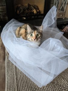 cat laying on couch