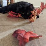 cat laying on ground with leaves