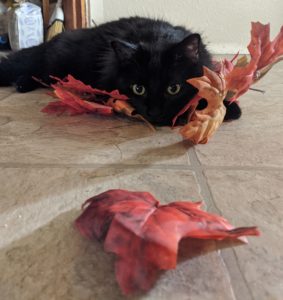 cat laying on ground with leaves