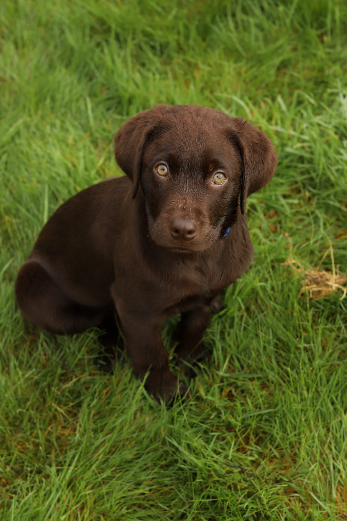 dog sitting in grass looking up