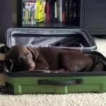dog laying in suitcase