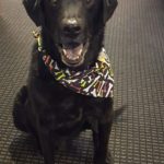 dog named Coal from PNW Insurance Group