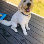 dog named Blue from PNW Insurance Group