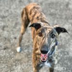 dog named Chief from PNW Insurance Group