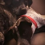 2 dogs laying on couch