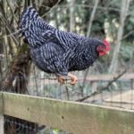 chicken standing on wire