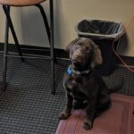 dog named Larry from PNW Insurance Group