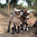 2 baby goats together