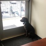 dog named Larry from PNW Insurance Group