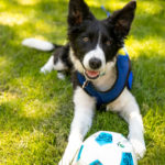 dog laying in grass with soccer ball