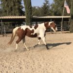 horse named Kalista from PNW Insurance Group