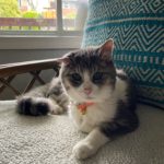 cat named Lila from PNW Insurance Group