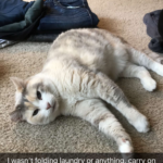 cat laying on side on the floor