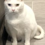 cat named Princess from PNW Insurance Group