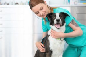 veterinarian insurance Puyallup WA