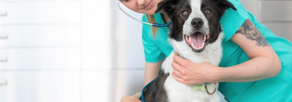 veterinarian insurance puyallup washington