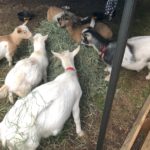 goats eating hay