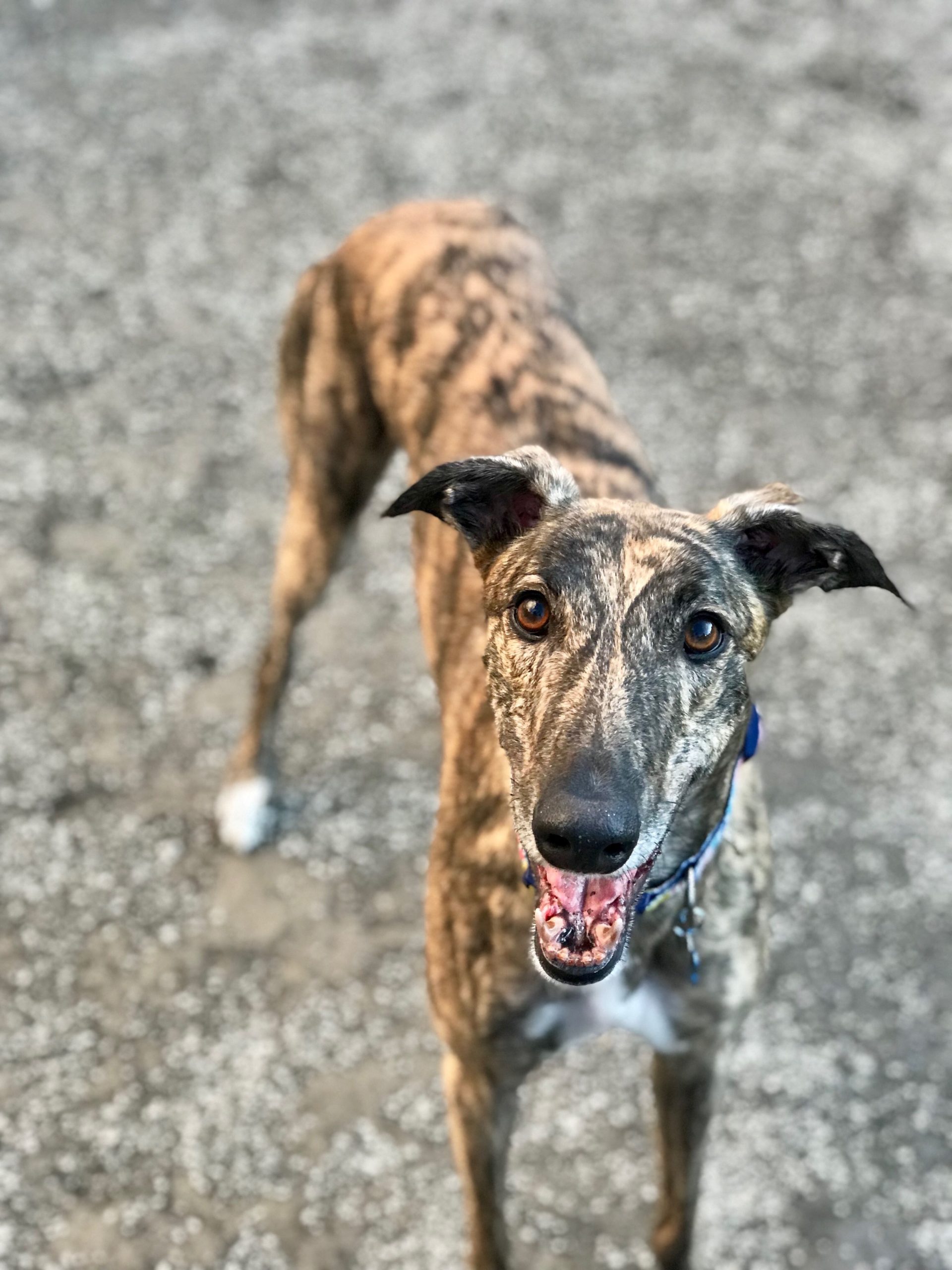 Dog named Chief from PNW Insurance