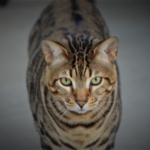 10 year old Savannah Cat