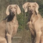 4 year old & 4.5 year old Weimaraners