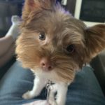 7 month old Parti Yorkie
