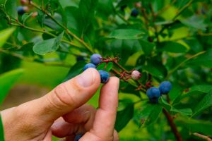 picking blueberries