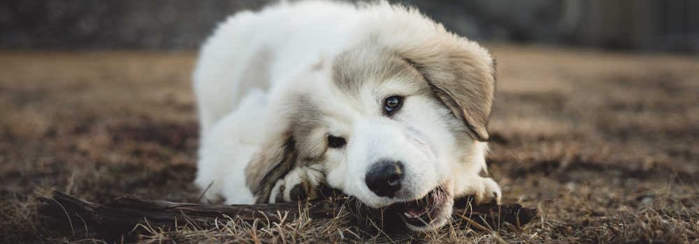 puppy teething
