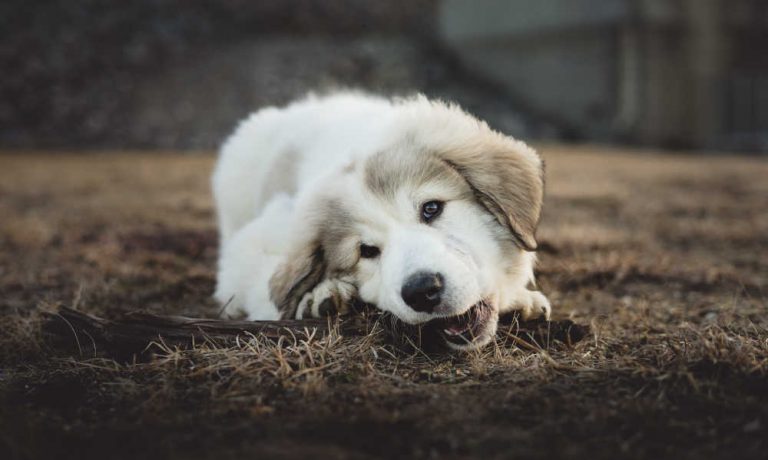 puppy teething